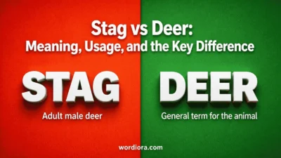  Stag vs Deer: Meaning, Usage, and the Key Difference